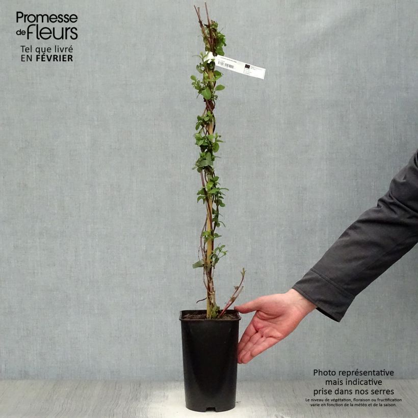 Lonicera japonica Aureoreticulata - Caprifoglio giapponese Vaso da 2L/3L esemplare consegnato in inverno