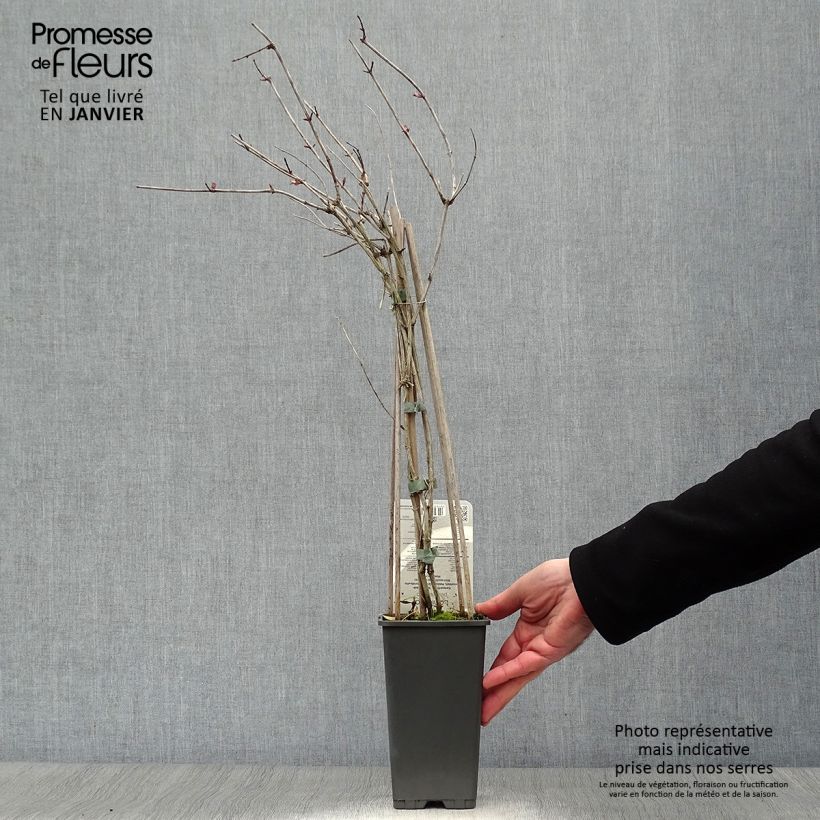 Lonicera periclymenum Belgica - Caprifoglio atlantico Vaso da 1,5L/2L esemplare consegnato in inverno