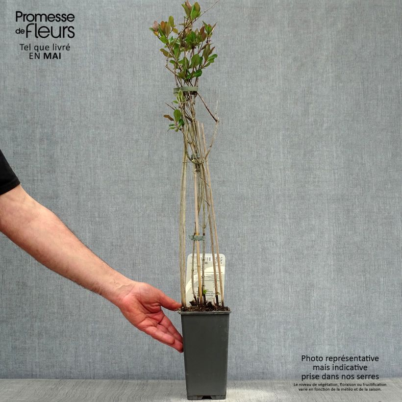 Lonicera periclymenum Belgica - Caprifoglio atlantico Vaso da 1,5L/2L esemplare consegnato in primavera