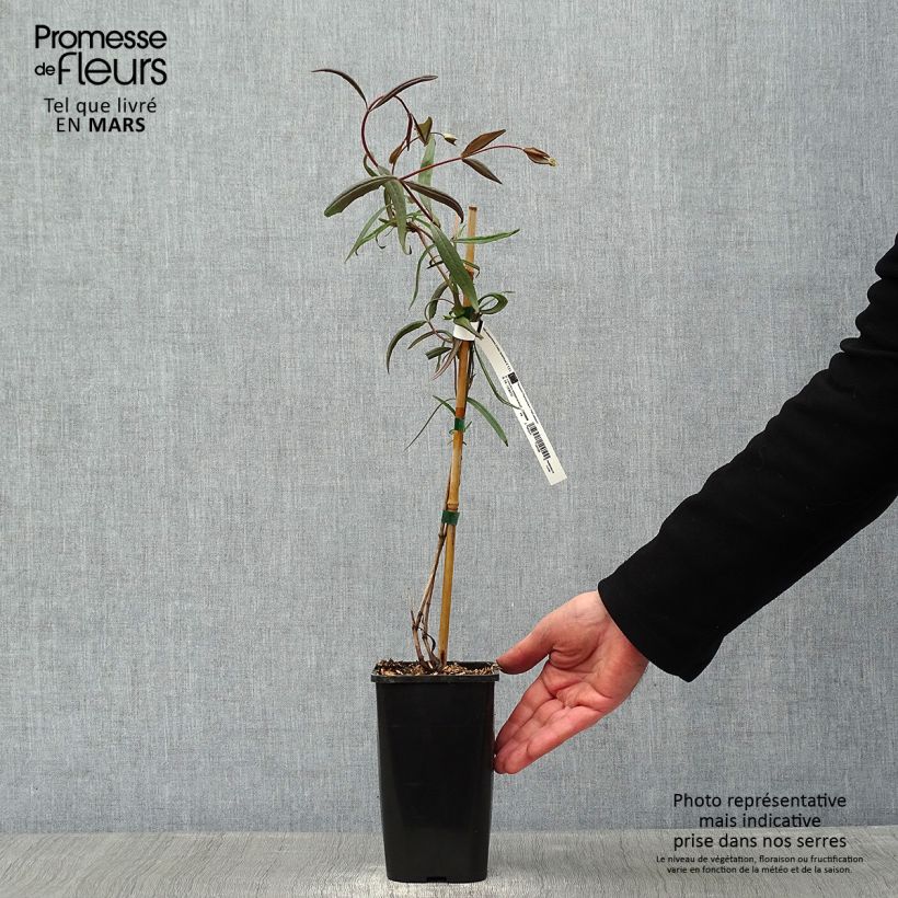 Lonicera sempervirens Cedar Lane - Caprifoglio di Virginia Vaso da 1,5L/2L esemplare consegnato in inverno