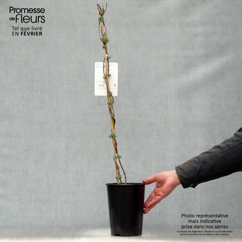 Lonicera periclymenum Scentsation - Caprifoglio atlantico Vaso da 3L/4L esemplare consegnato in inverno