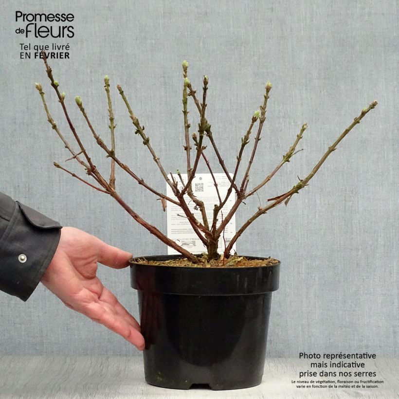 Mirtillo siberiano - Blue Velvet Vaso da 1,5L/2L, A cespuglio esemplare consegnato in inverno