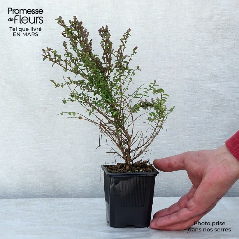 Lonicera nitida Ernest Wilson Vasetto da 8/9 cm esemplare consegnato in inverno