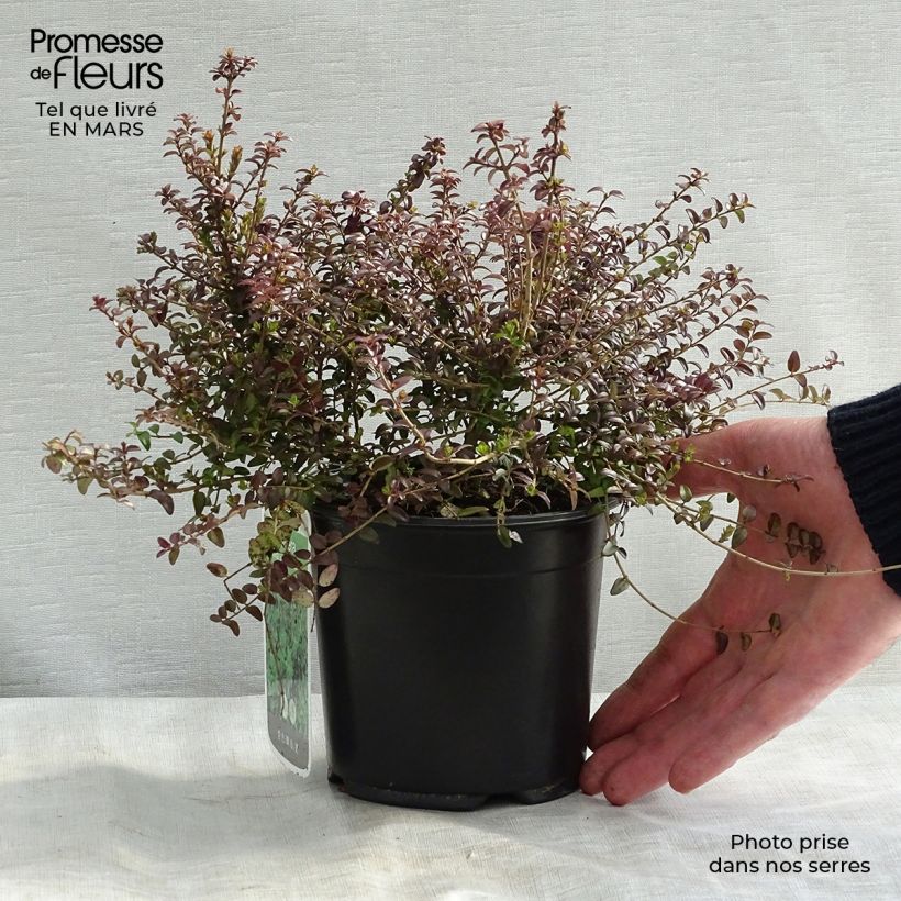 Lonicera nitida Ernest Wilson Vaso da 1L/1,5L esemplare consegnato in inverno