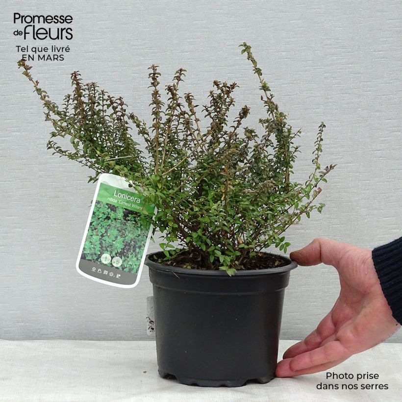 Lonicera nitida Ernest Wilson Vaso da 2L/3L esemplare consegnato in inverno