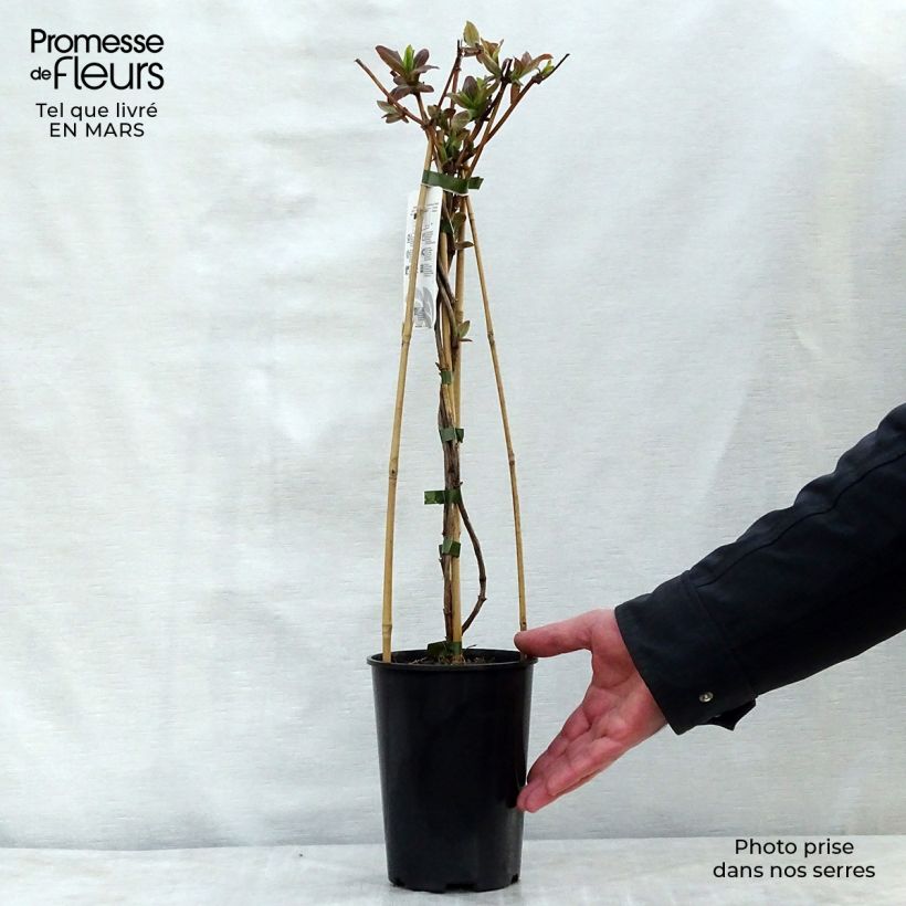 Lonicera tellmaniana - Caprifoglio Vaso da 2L/3L esemplare consegnato in primavera