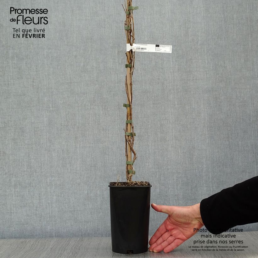 Lonicera tellmaniana - Caprifoglio Vaso da 2L/3L esemplare consegnato in inverno