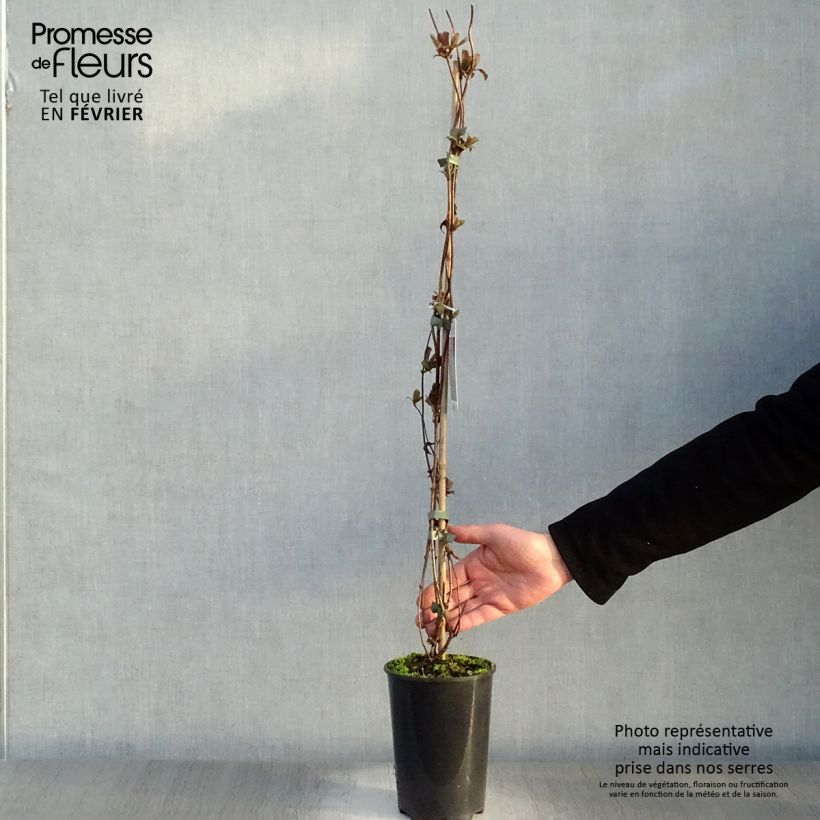 Lonicera periclymenum Serotina - Caprifoglio atlantico Vaso da 2L/3L esemplare consegnato in inverno