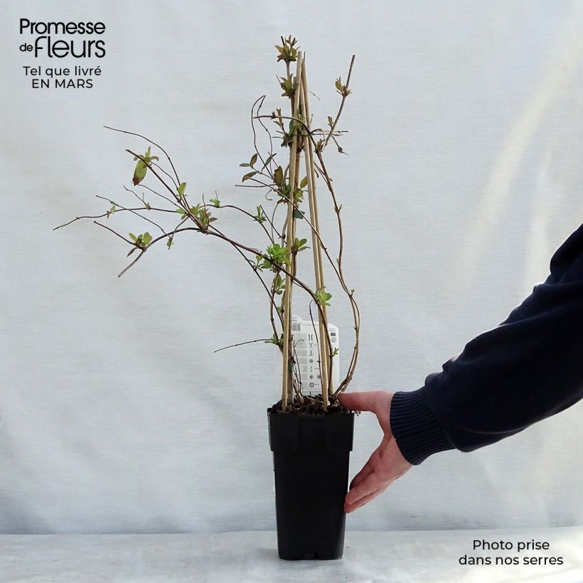 Lonicera japonica Halliana - Caprifoglio giapponese Vaso da 2L/3L esemplare consegnato in primavera