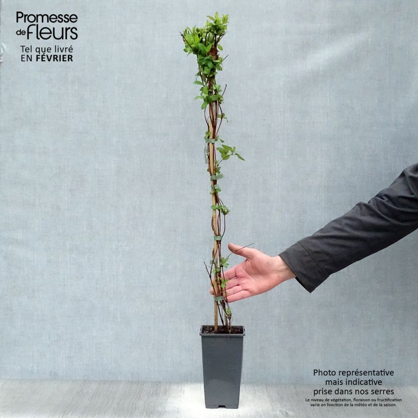 Lonicera japonica Halliana - Caprifoglio giapponese Vaso da 2L/3L esemplare consegnato in inverno