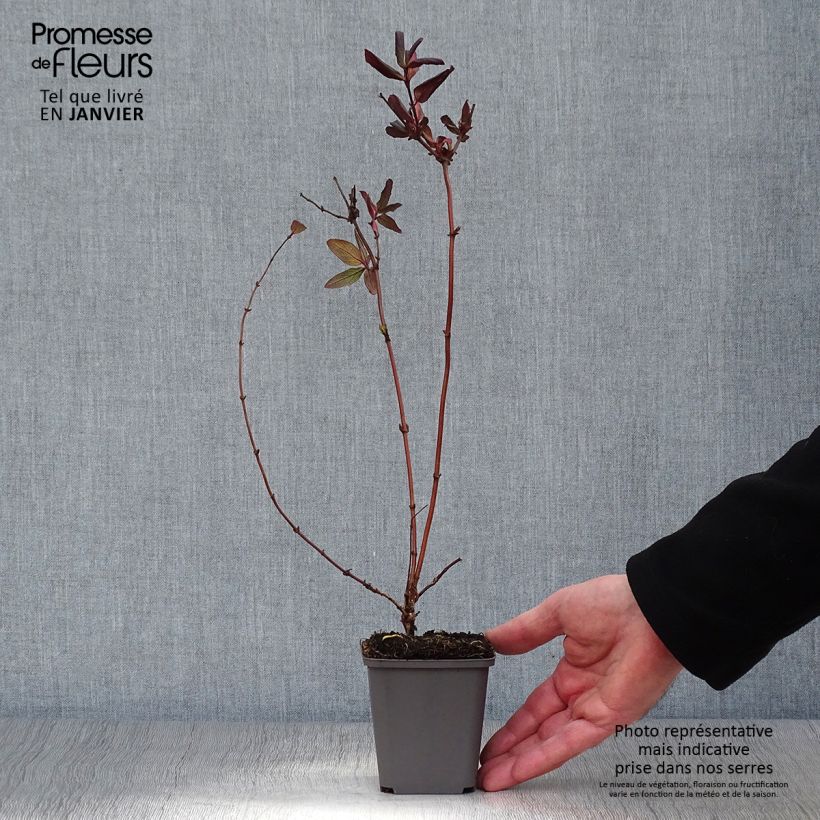Lonicera japonica Dart's Acumen - Caprifoglio giapponese Vasetto da 8/9 cm esemplare consegnato in inverno