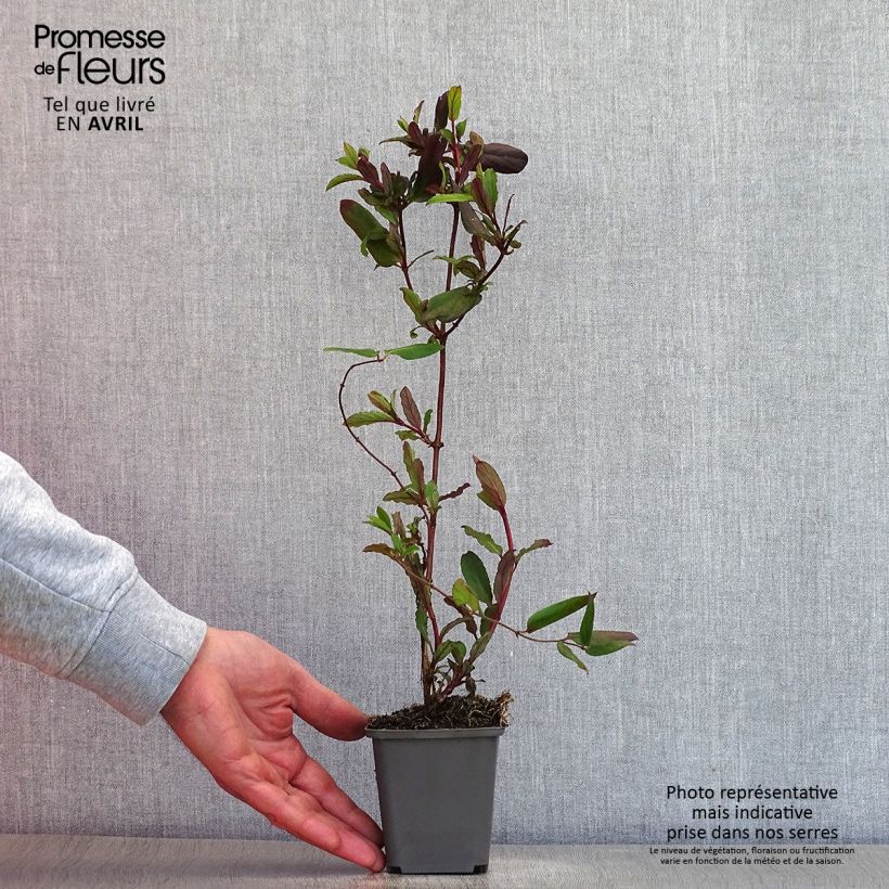 Lonicera japonica Dart's Acumen - Caprifoglio giapponese Vasetto da 8/9 cm esemplare consegnato in primavera