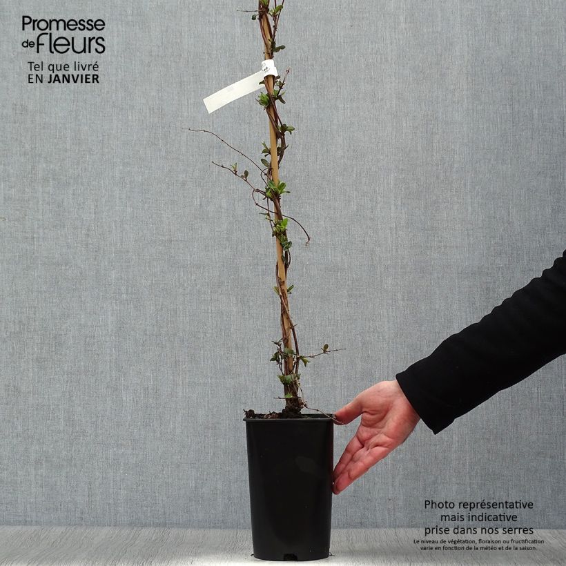 Lonicera japonica Dart's world - Caprifoglio giapponese Vaso da 3L/4L esemplare consegnato in inverno