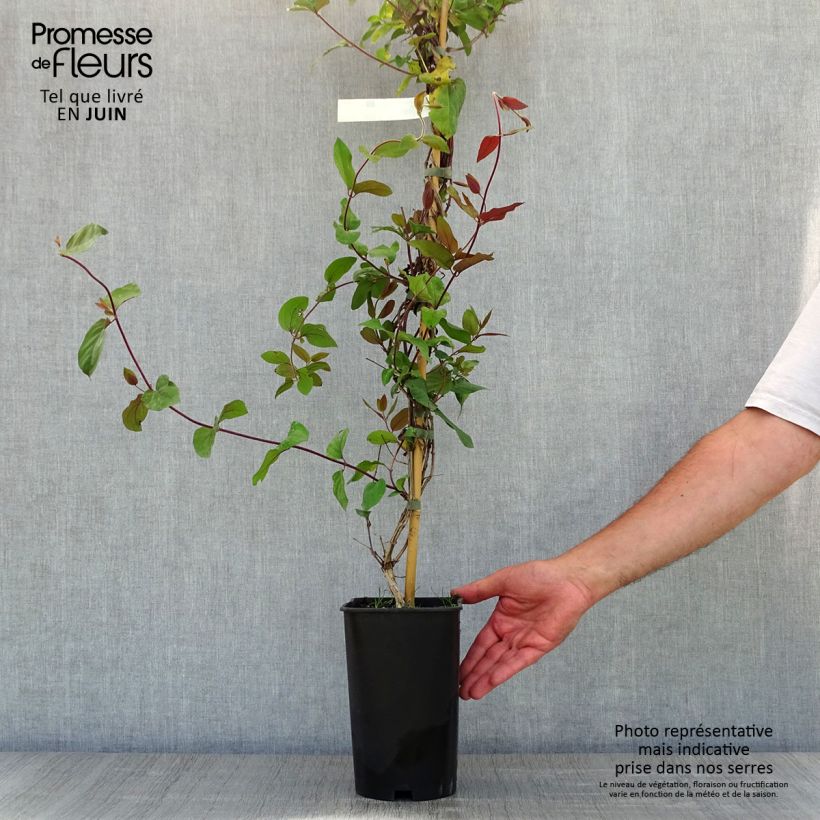 Lonicera japonica Sinensis - Caprifoglio giapponese Vaso da 2L/3L esemplare consegnato in primavera