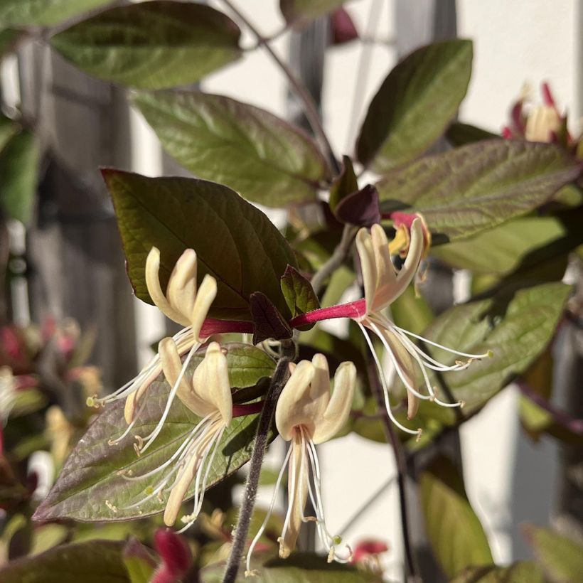 Lonicera japonica Sinensis - Caprifoglio giapponese (Fioritura)
