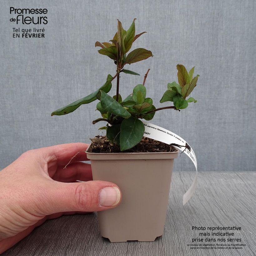 Lonicera japonica Sinensis - Caprifoglio giapponese Vasetto da 8/9 cm esemplare consegnato in inverno