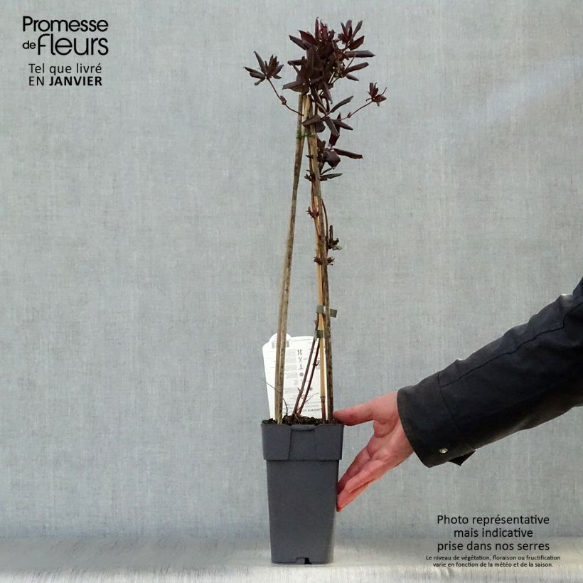 Lonicera japonica Red World - Caprifoglio giapponese Vaso da 2L/3L esemplare consegnato in inverno