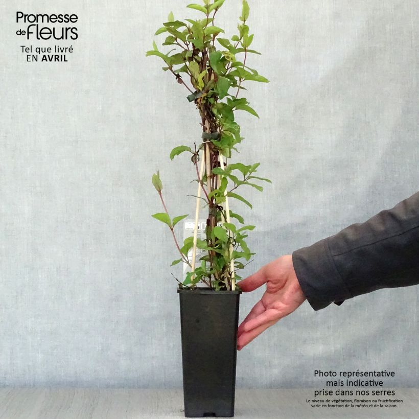 Lonicera japonica Red World - Caprifoglio giapponese Vaso da 2L/3L esemplare consegnato in primavera