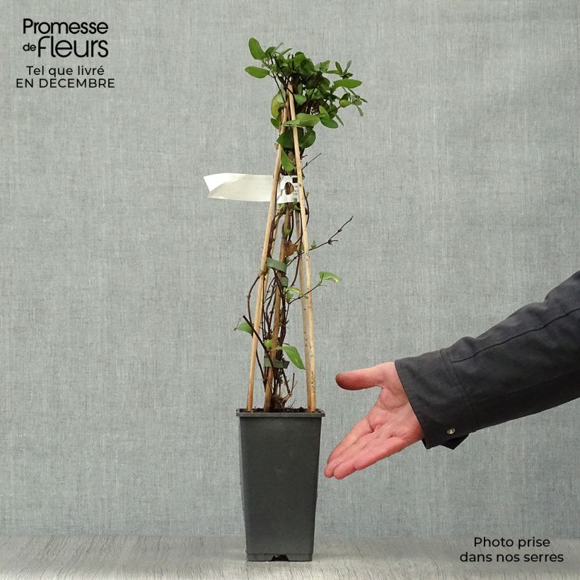 Lonicera japonica Hall's Prolific - Caprifoglio giapponese Vaso da 2L/3L esemplare consegnato in inverno