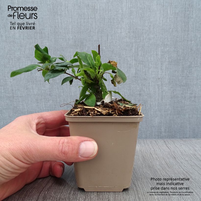 Lonicera japonica Hall's Prolific - Caprifoglio giapponese Vasetto da 8/9 cm esemplare consegnato in inverno