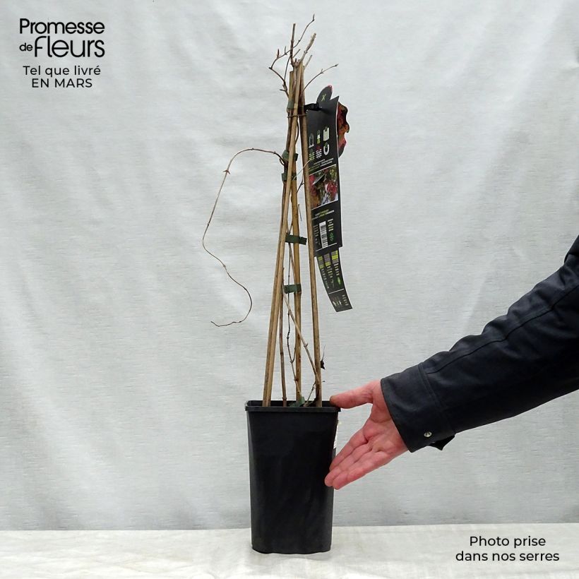 Lonicera brownii Dropmore Scarlet - Caprifoglio rampicante Vaso da 1L/1,5L esemplare consegnato in primavera