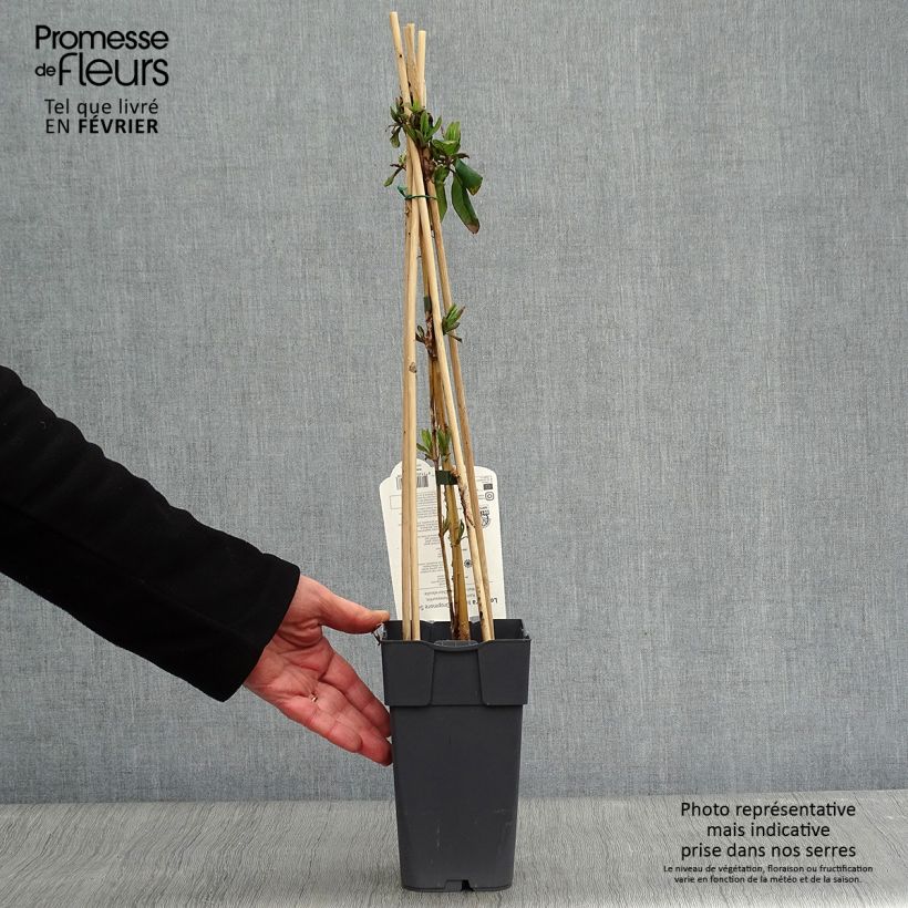 Lonicera brownii Dropmore Scarlet - Caprifoglio rampicante Vaso da 1L/1,5L esemplare consegnato in inverno