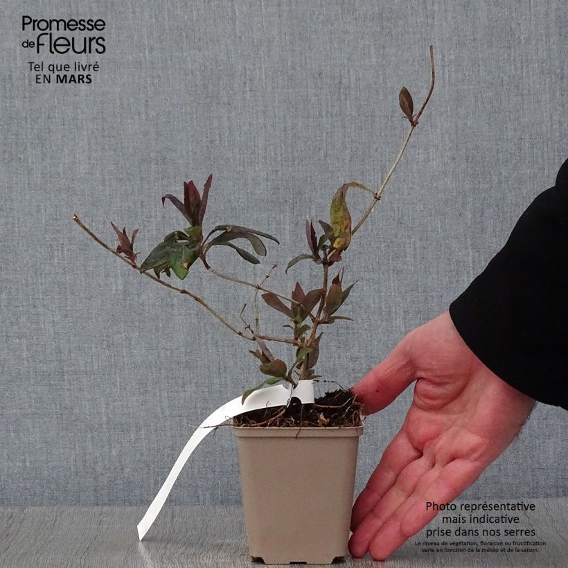 Lonicera heckrottii Gold Flame - Caprifoglio heckrottii Vasetto da 8/9 cm esemplare consegnato in inverno