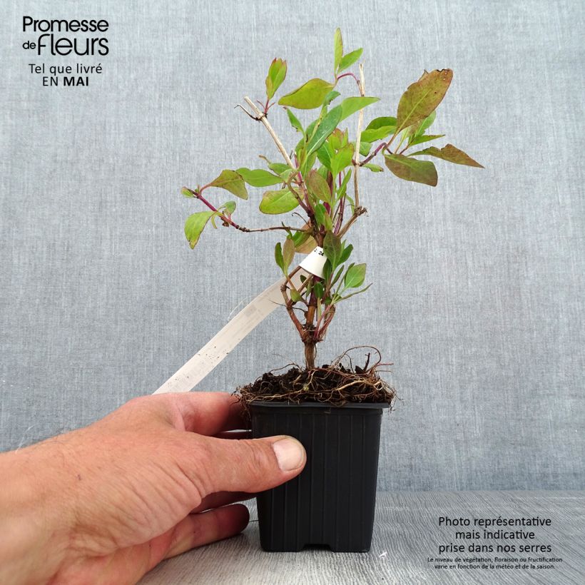 Lonicera heckrottii Gold Flame - Caprifoglio heckrottii Vasetto da 8/9 cm esemplare consegnato in primavera
