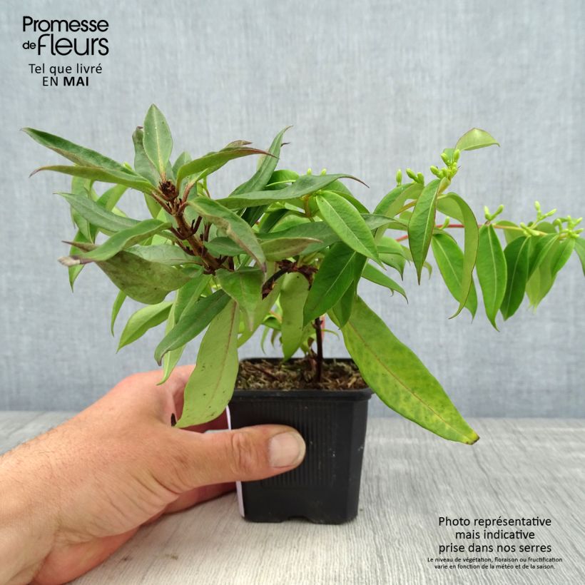 Lonicera henryi Marinella - Caprifoglio Vasetto da 8/9 cm esemplare consegnato in primavera