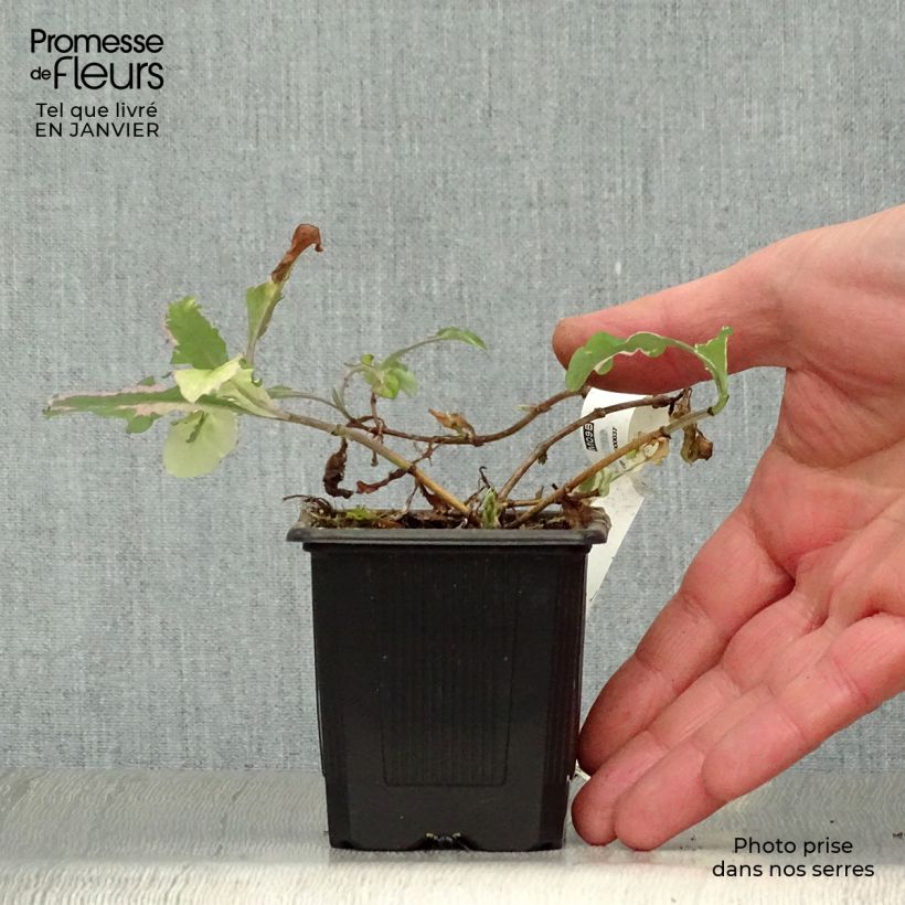 Lonicera caprifolium var. Italica Harlequin - Caprifoglio Vasetto da 8/9 cm esemplare consegnato in inverno