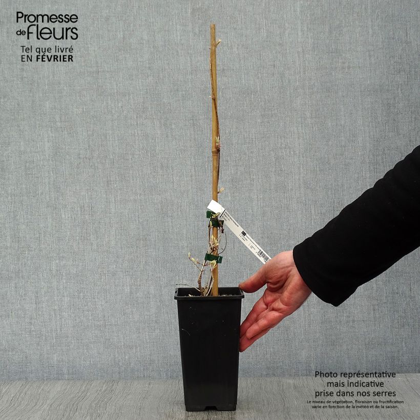 Lonicera caprifolium var. Italica Harlequin - Caprifoglio Vaso da 1,5L/2L esemplare consegnato in inverno