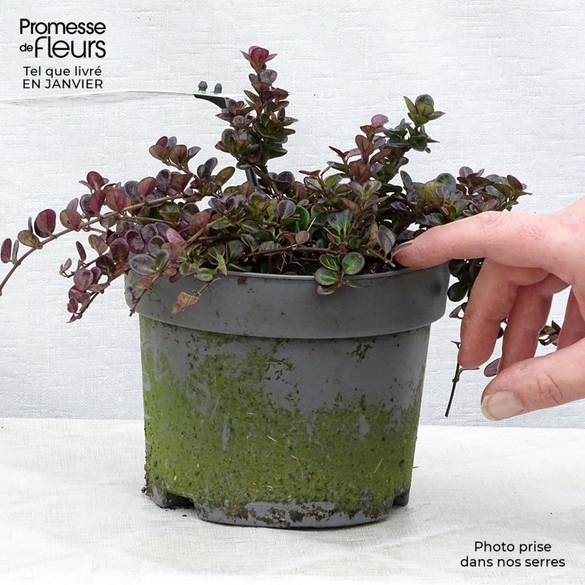 Lonicera crassifolia Little Honey - Caprifoglio Vaso da 2L/3L esemplare consegnato in inverno