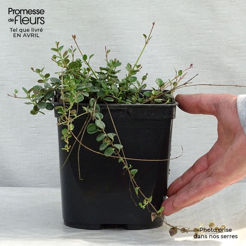 Lonicera crassifolia Little Honey - Caprifoglio Vaso da 2L/3L esemplare consegnato in primavera