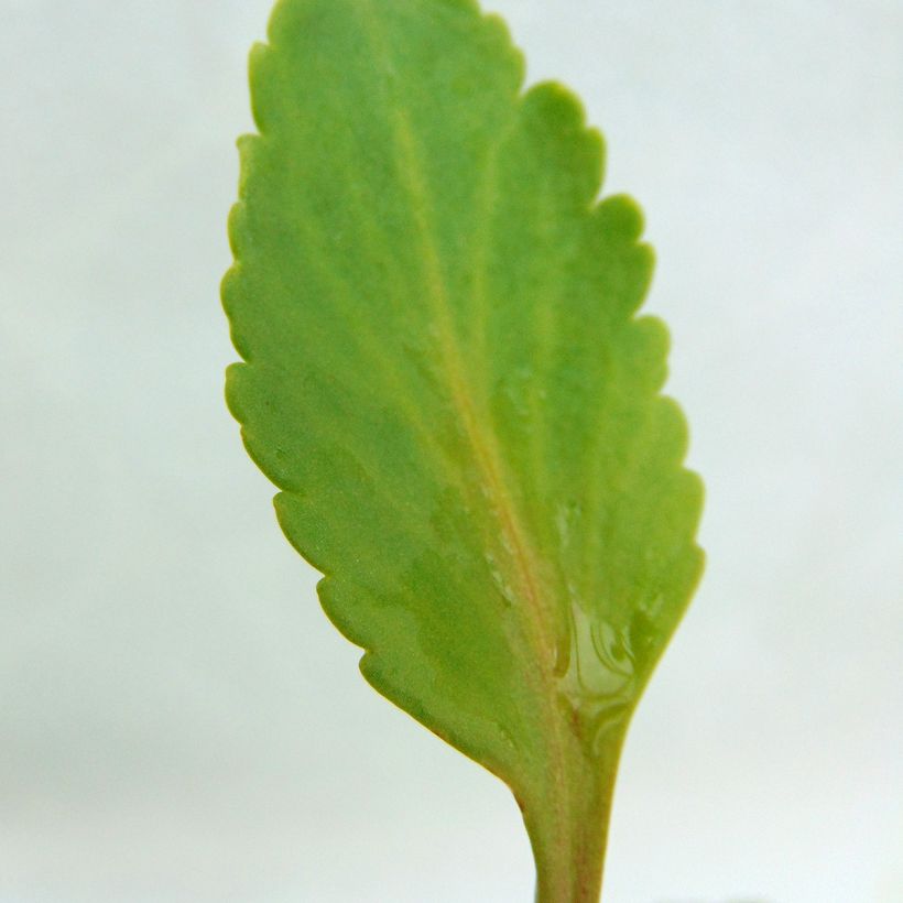 Chiastophyllum oppositifolium (Fogliame)