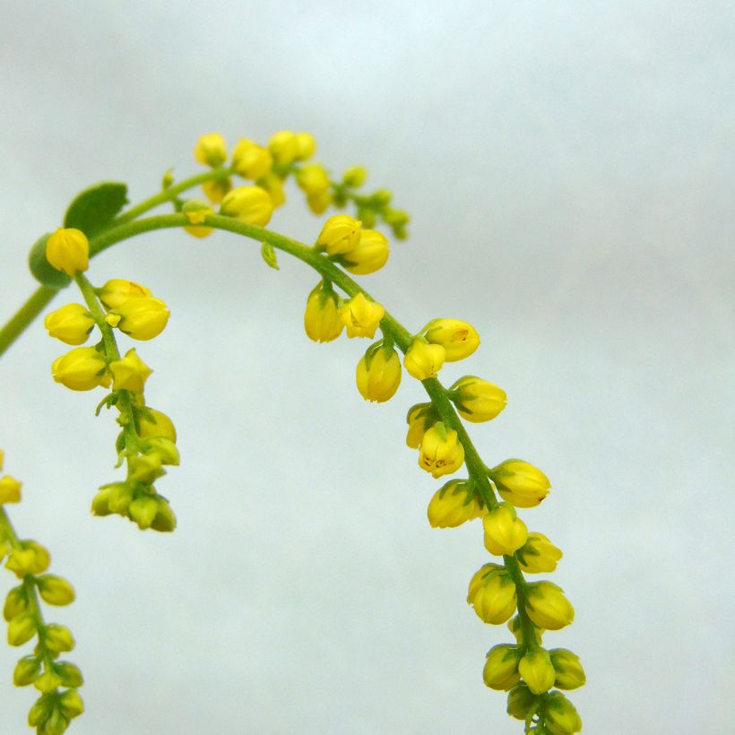 Chiastophyllum oppositifolium (Fioritura)