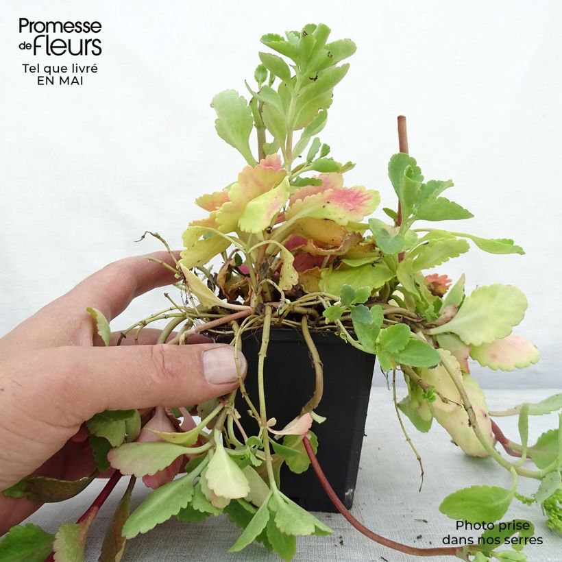 Chiastophyllum oppositifolium Vasetto da 8/9 cm esemplare consegnato in primavera