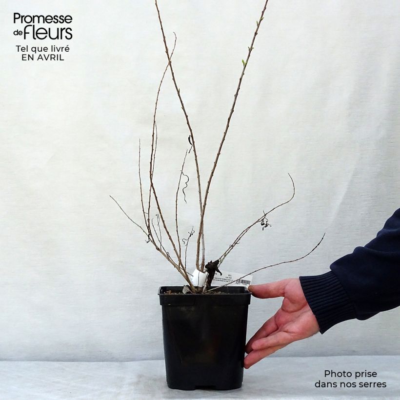 Chilopsis linearis - Salice del deserto Vaso da 3L/4L esemplare consegnato in primavera