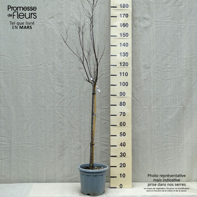 Chilopsis linearis - Salice del deserto Vaso da 12L/15L esemplare consegnato in primavera