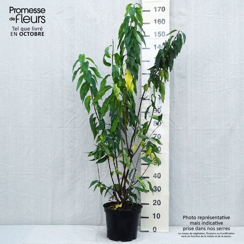 Esemplare di Chimonanthus praecox Grandiflorus - Calicanto d'inverno Vaso da 7,5L/10L come consegnato in autunno