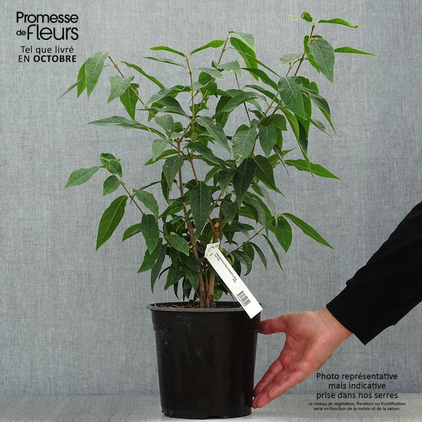 Esemplare di Chimonanthus praecox Grandiflorus - Calicanto d'inverno Vaso da 4L/5L come consegnato in autunno