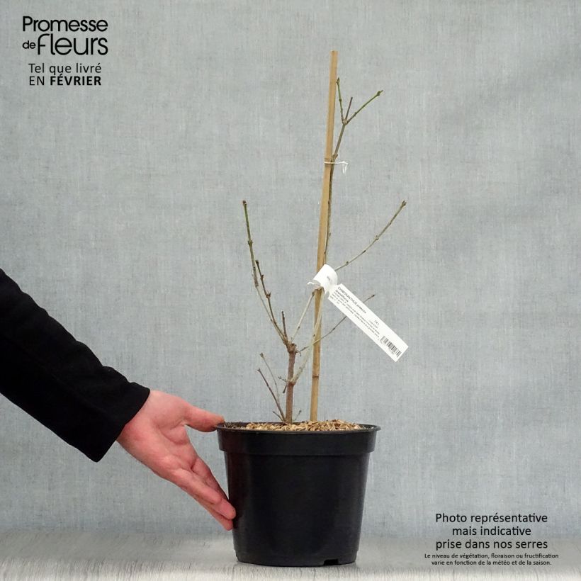 Chimonanthus praecox Grandiflorus - Calicanto d'inverno Vaso da 4L/5L esemplare consegnato in inverno