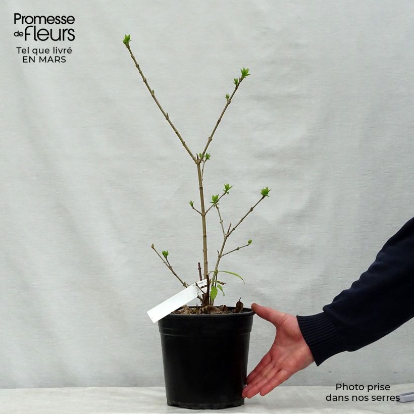 Chimonanthus praecox Grandiflorus - Calicanto d'inverno Vaso da 4L/5L, A cespuglio esemplare consegnato in primavera