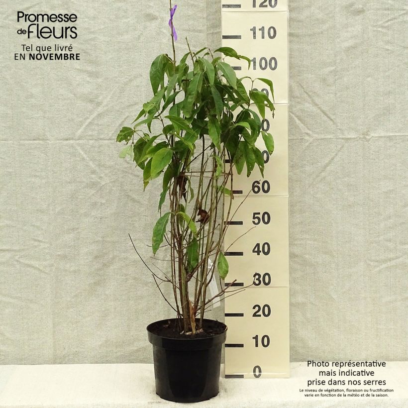 Esemplare di Chimonanthus praecox - Calicanto d'inverno Vaso da 7,5L/10L come consegnato in autunno