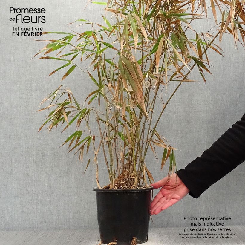 Chimonobambusa quadrangularis - Bambù Vaso da 4L/5L esemplare consegnato in inverno