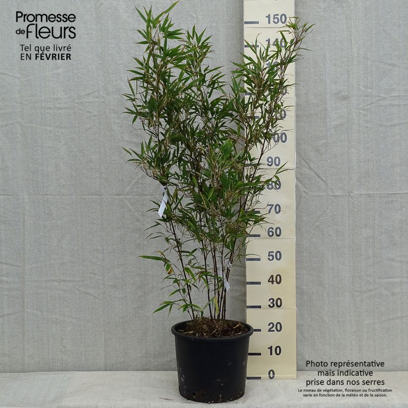 Chimonobambusa tumidissinoda Macrophylla - Bambù Vaso da 12L/15L esemplare consegnato in inverno
