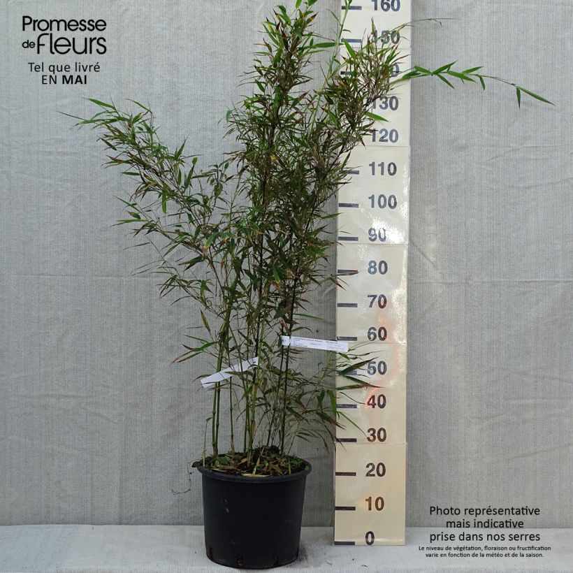Chimonobambusa tumidissinoda Macrophylla - Bambù Vaso da 12L/15L esemplare consegnato in primavera