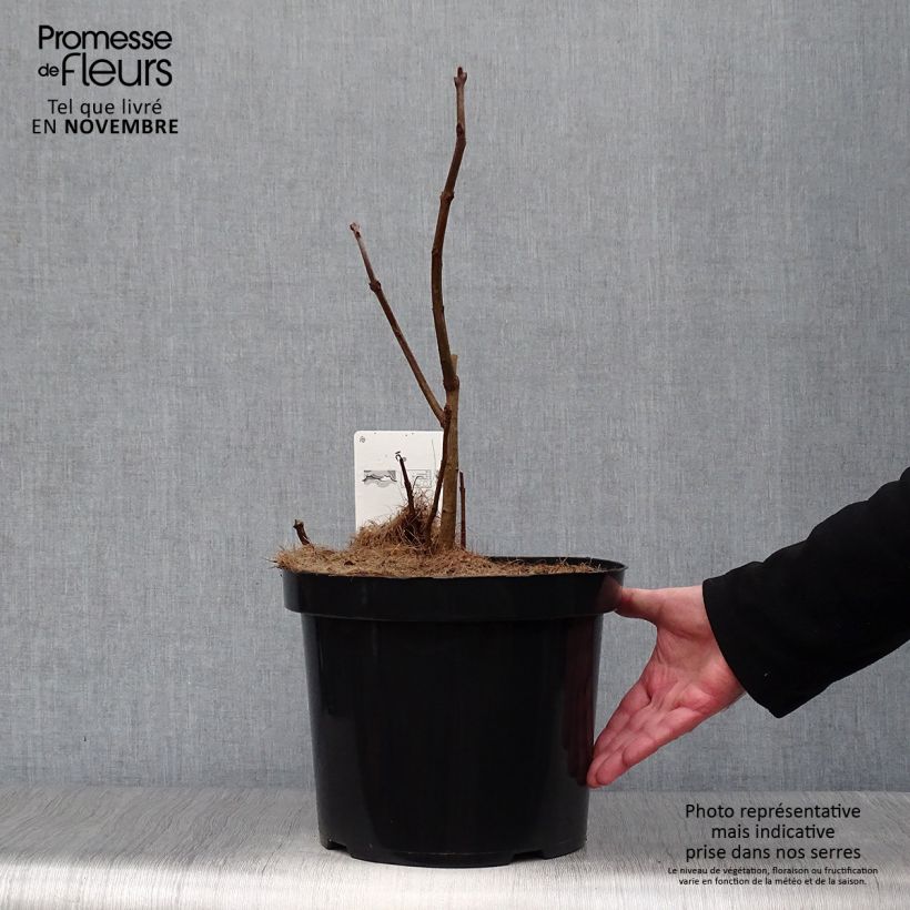 Esemplare di Chionanthus virginicus - Albero della neve Vaso da 4L/5L come consegnato in autunno