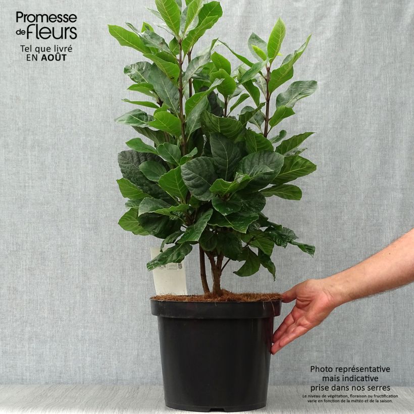 Esemplare di Chionanthus virginicus - Albero della neve Vaso da 4L/5L consegnato in estate