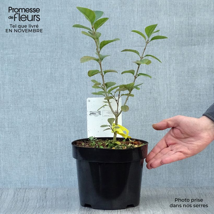 Esemplare di Chionanthus retusus - Albero della neve Vaso da 3L/4L come consegnato in autunno