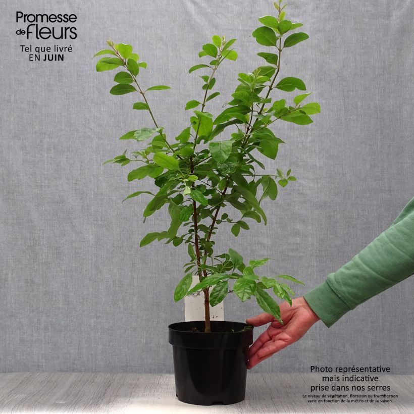 Esemplare di Chionanthus retusus - Albero della neve Vaso da 3L/4L consegnato in estate